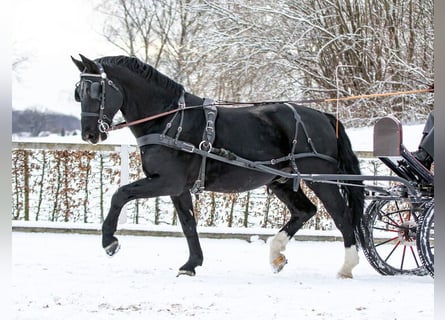 Heavy Warmblood, Stallion, 14 years, 16.1 hh, Black