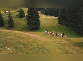 Geführte Ausritte