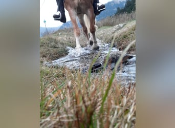 Geführte Ausritte