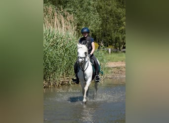 Ferien auf Gestüt d Issel