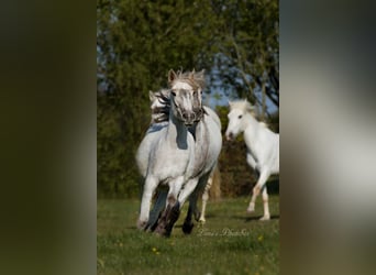 Ferien auf Gestüt d Issel