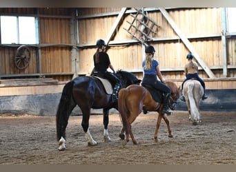Reiterferien im schönen Edertal - Reiterparadies Talhof