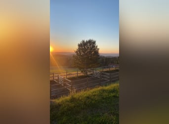 Ferienwohnung im Allgäu auf Gut Buchenhof
