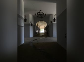 Ferienwohnung im Allgäu auf Gut Buchenhof