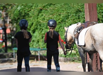 Reiterferien und Ferienwohnungen im Edertal - Reiterparadies Talhof