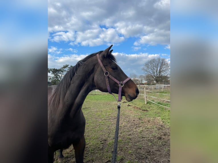 Holstein Mare 14 years 16,2 hh Smoky-Black in Klein Nordende