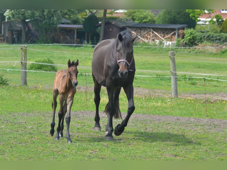 Holstein Mare 14 years 16,2 hh Smoky-Black in Klein Nordende