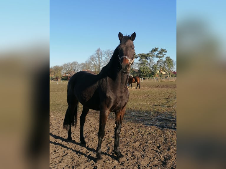 Holstein Mare 14 years 16,2 hh Smoky-Black in Klein Nordende