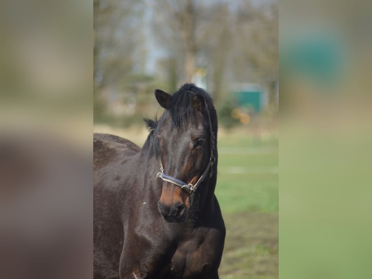 Holstein Mare 14 years 16,2 hh Smoky-Black in Klein Nordende
