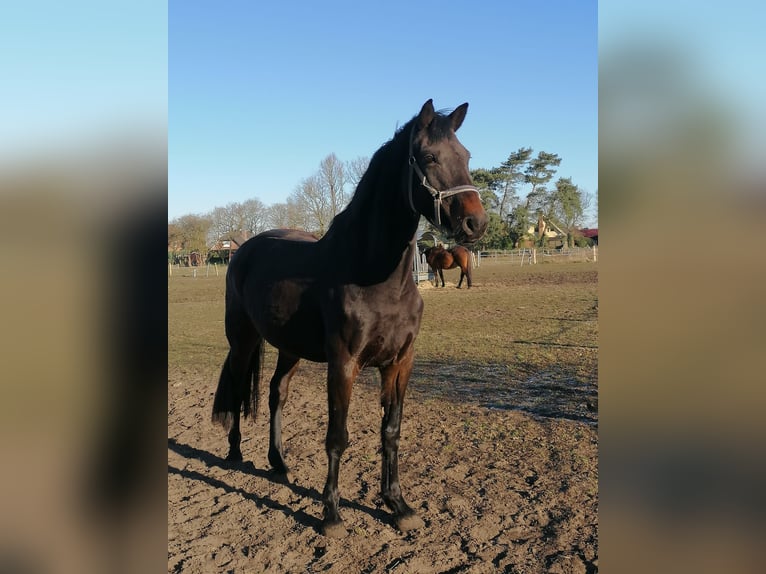 Holstein Mare 14 years 16,2 hh Smoky-Black in Klein Nordende