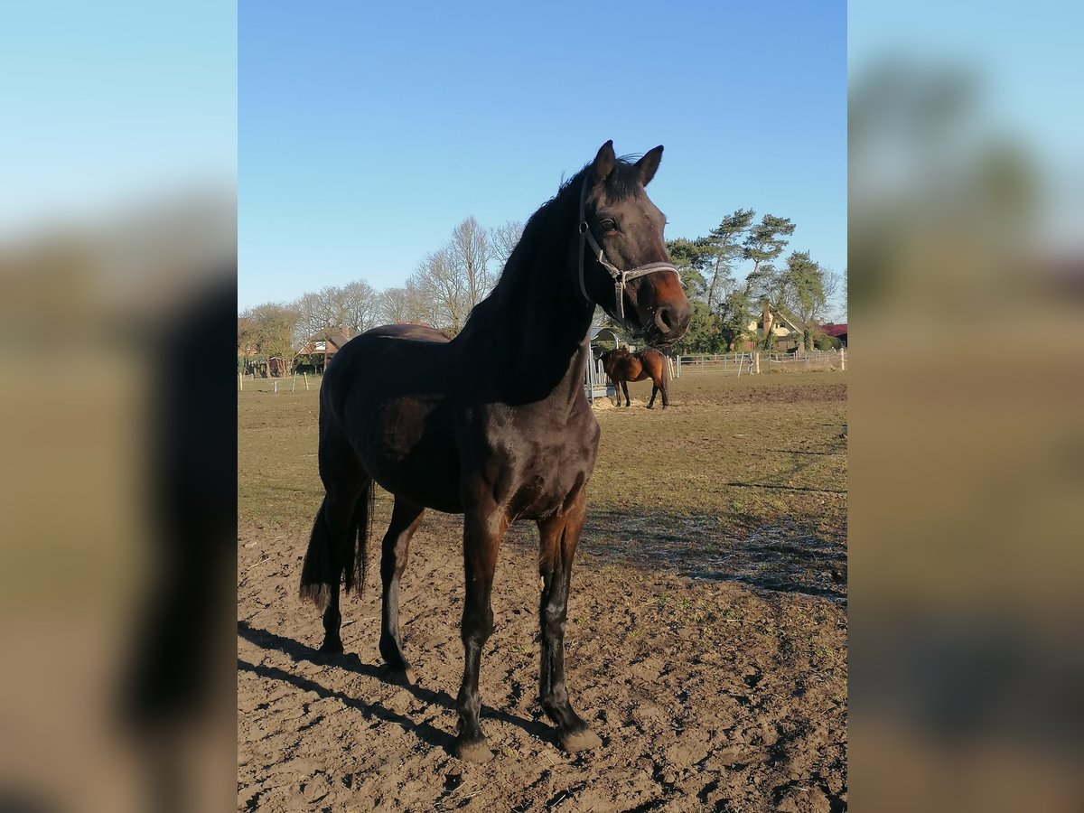 Holstein Mare 14 years 16,2 hh Smoky-Black in Klein Nordende