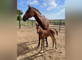 Holstein, Stallion, Foal (06/2024), 16.2 hh, Brown