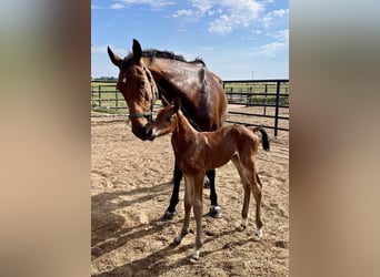 Holstein, Stallion, Foal (06/2024), 16.2 hh, Brown