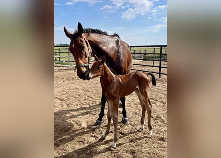 Holstein, Stallion, Foal (06/2024), 16.2 hh, Brown
