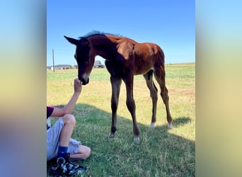 Holstein, Stallion, Foal (06/2024), 16.2 hh, Brown