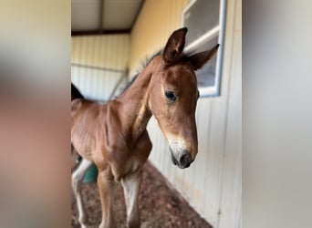 Holstein, Stallion, Foal (06/2024), 16.2 hh, Brown