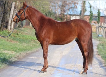 Hungarian Sport Horse, Gelding, 4 years, 15.2 hh, Chestnut