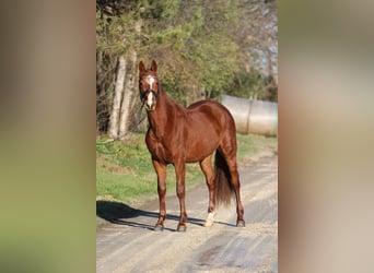 Hungarian Sport Horse, Gelding, 4 years, 15.2 hh, Chestnut