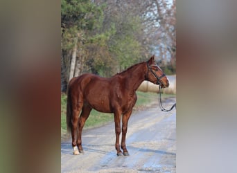 Hungarian Sport Horse, Gelding, 4 years, 15.2 hh, Chestnut