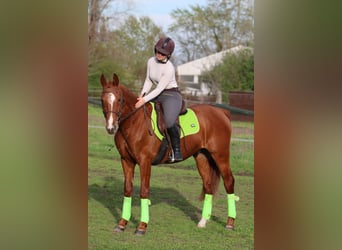 Hungarian Sport Horse, Gelding, 4 years, 15.2 hh, Chestnut