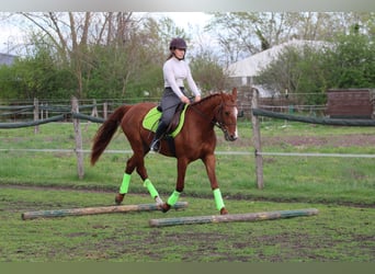 Hungarian Sport Horse, Gelding, 4 years, 15.2 hh, Chestnut