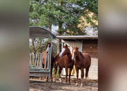 Offenstallplatz gemischte Herde