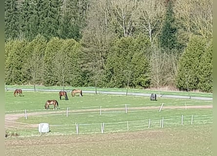 Aussenboxen mit Paddocks frei