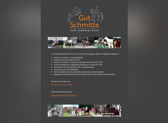 Anreiten/Beritt/Untericht/Vermarktung