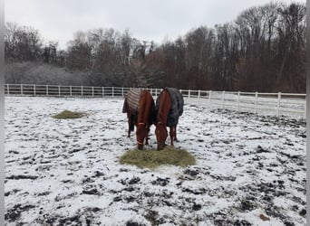 Einstellplatz im Ebreichspark 