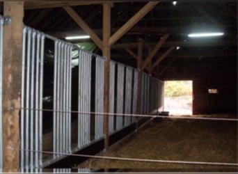 Stallhilfe für meine Pferdezucht in 47445 Moers
