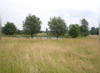 Stallhilfe für meine Pferdezucht in 47445 Moers