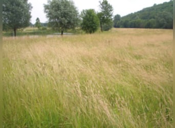 Stallhilfe für meine Pferdezucht in 47445 Moers