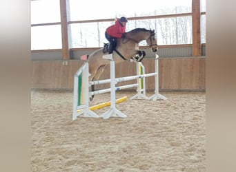 Stallhilfe gesucht Teilzeit / Vollzeit / 450€ Basis