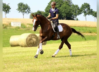 Stallhilfe gesucht Teilzeit / Vollzeit / 450€ Basis