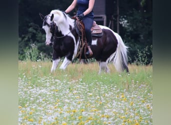 Stallhilfe gesucht Teilzeit / Vollzeit / 450€ Basis