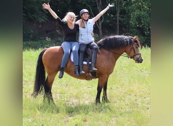 Stallhilfe gesucht Teilzeit / Vollzeit / 450€ Basis