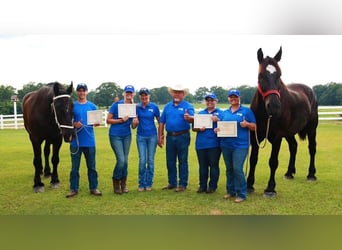 The 8-Week Wrangler | Horse Trainer Academy