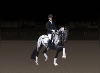 Knabstrup, Stallion, 5 years, 16.1 hh, Leopard-Piebald