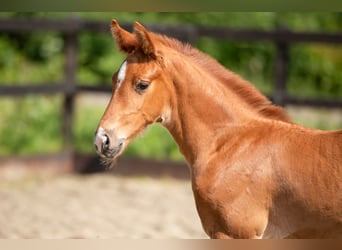 KWPN, Mare, Foal (04/2024), 16.2 hh, Chestnut-Red