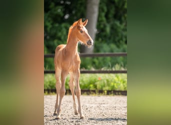 KWPN, Mare, Foal (04/2024), 16.2 hh, Chestnut-Red