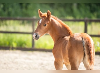 KWPN, Mare, Foal (04/2024), 16.2 hh, Chestnut-Red