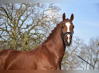 KWPN, Stallion, 7 years, 17 hh, Chestnut-Red