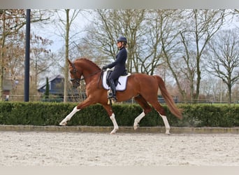 KWPN, Stallion, 7 years, 17 hh, Chestnut-Red
