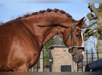 KWPN, Stallion, 7 years, 17 hh, Chestnut-Red