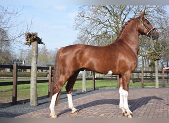 KWPN, Stallion, 7 years, 17 hh, Chestnut-Red