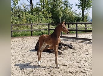 KWPN, Stallion, Foal (01/2024), 16.3 hh