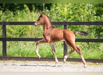 KWPN, Stallion, Foal (01/2024), 16.3 hh