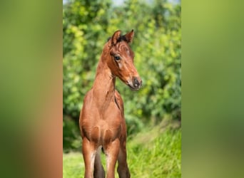 KWPN, Stallion, Foal (01/2024), 16.3 hh