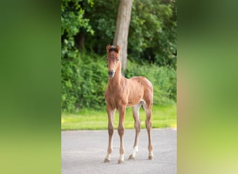 KWPN, Stallion, Foal (01/2024), 16.3 hh