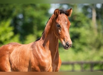 KWPN, Stallion, Foal (01/2024), 16.3 hh